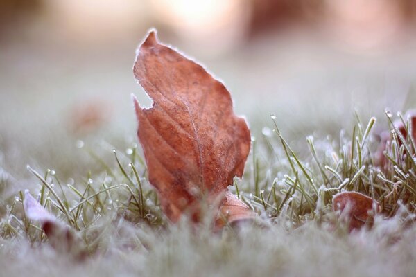 Das mutige, mit Frost bedeckte Blatt im Gras hat keine Angst vor dem bevorstehenden Winter