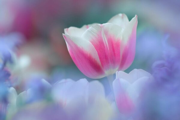 Zarte rosa Tulpe in lila Dunst