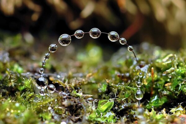 Ein Zweig im Wald mit Wassertropfen darauf