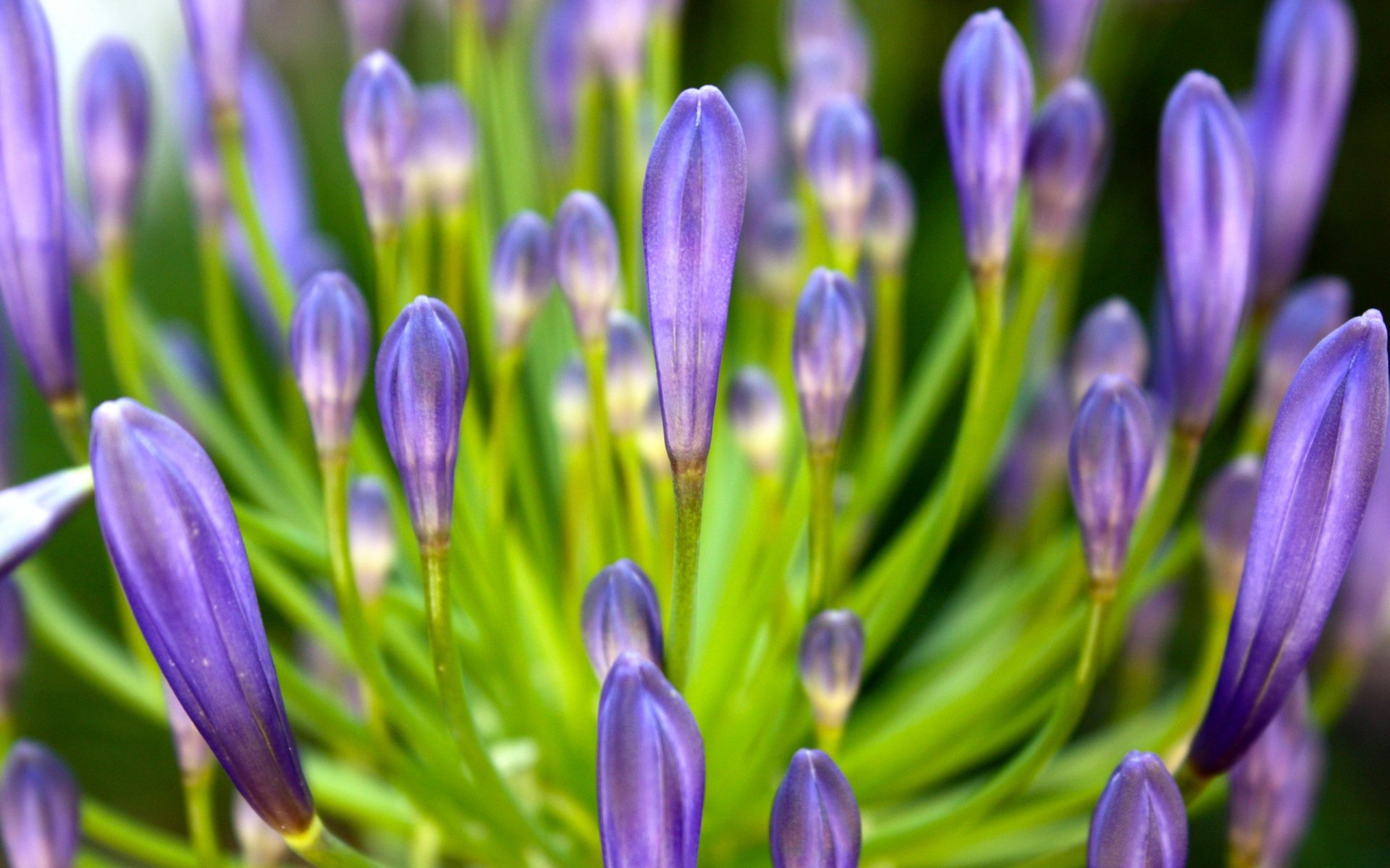 blütenblätter flieder blume