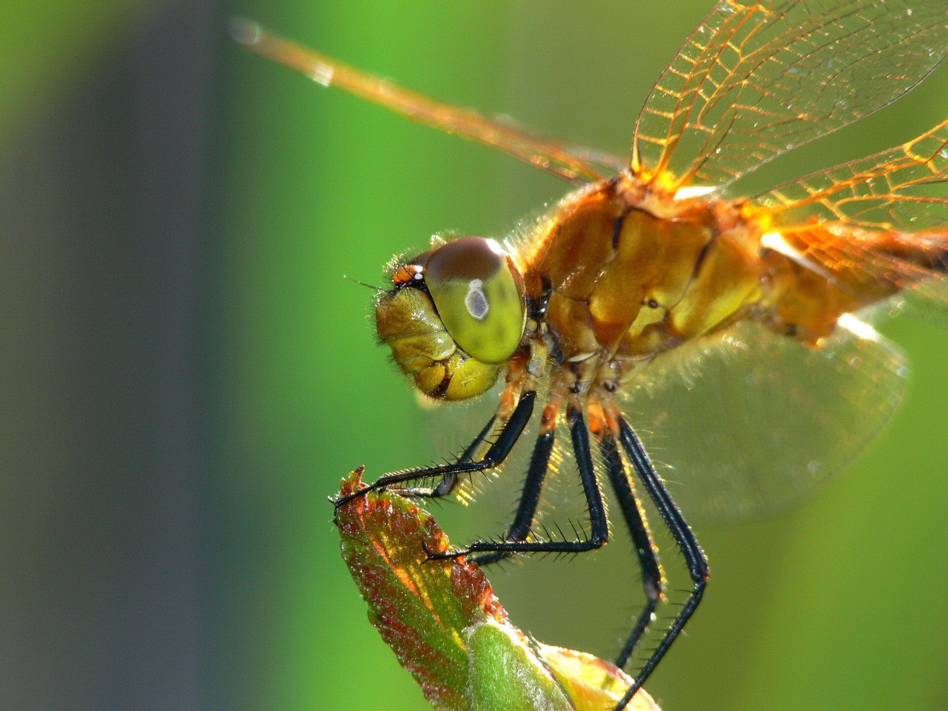 libelle