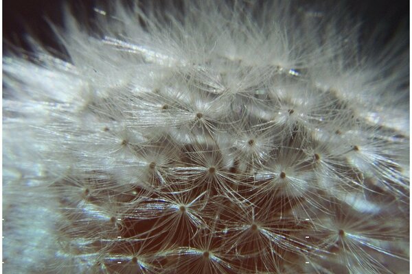 Die Blume. Löwenzahn-Flaum. Weißer flauschiger Löwenzahn