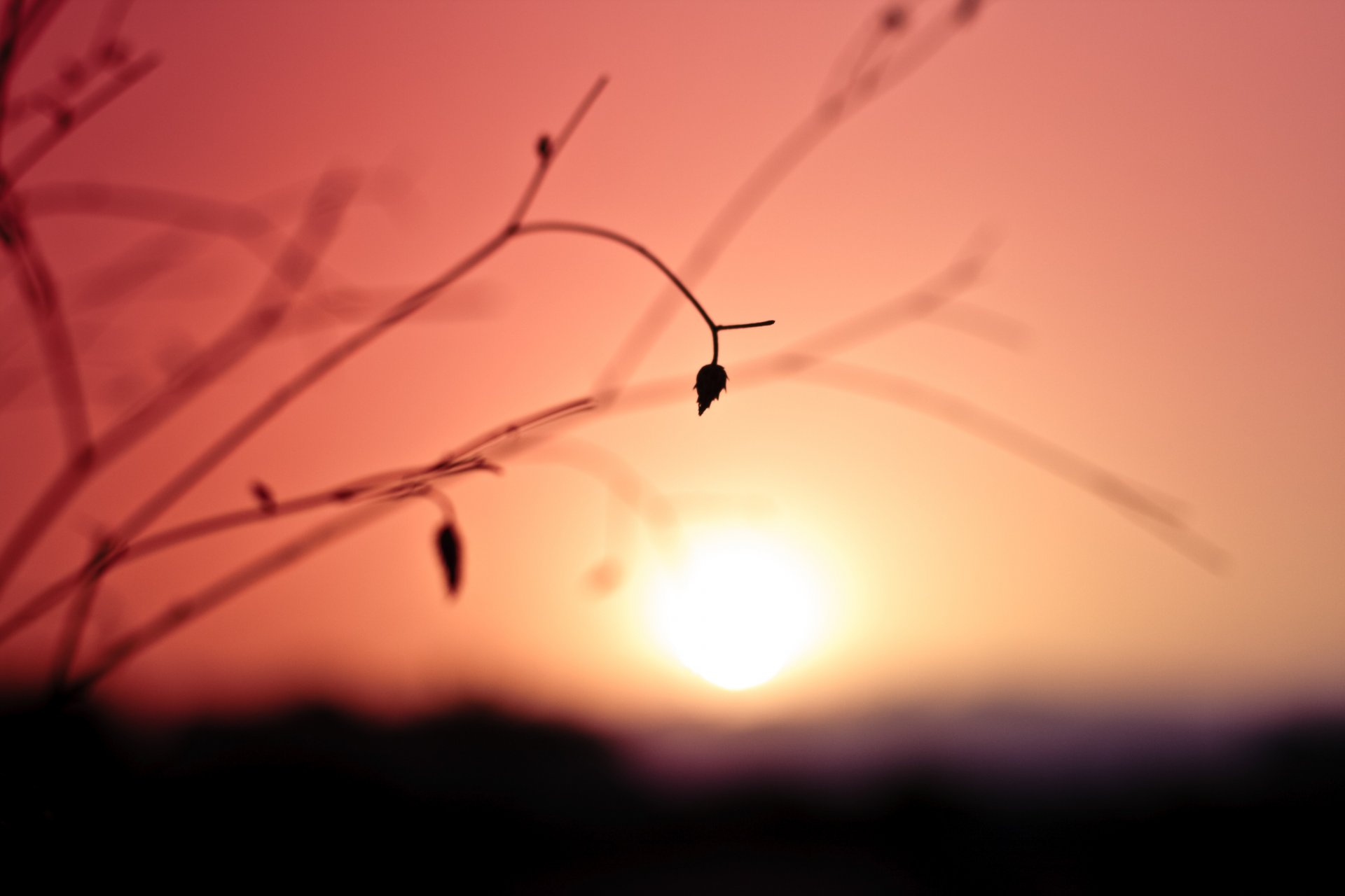 pflanze trockenblume blatt zweig himmel farben sonnenuntergang sonne ferne unschärfe makro