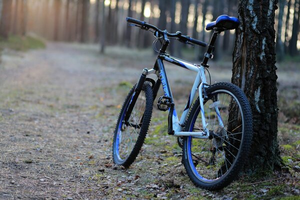Fahrrad neben einem Baum auf einem Waldweg