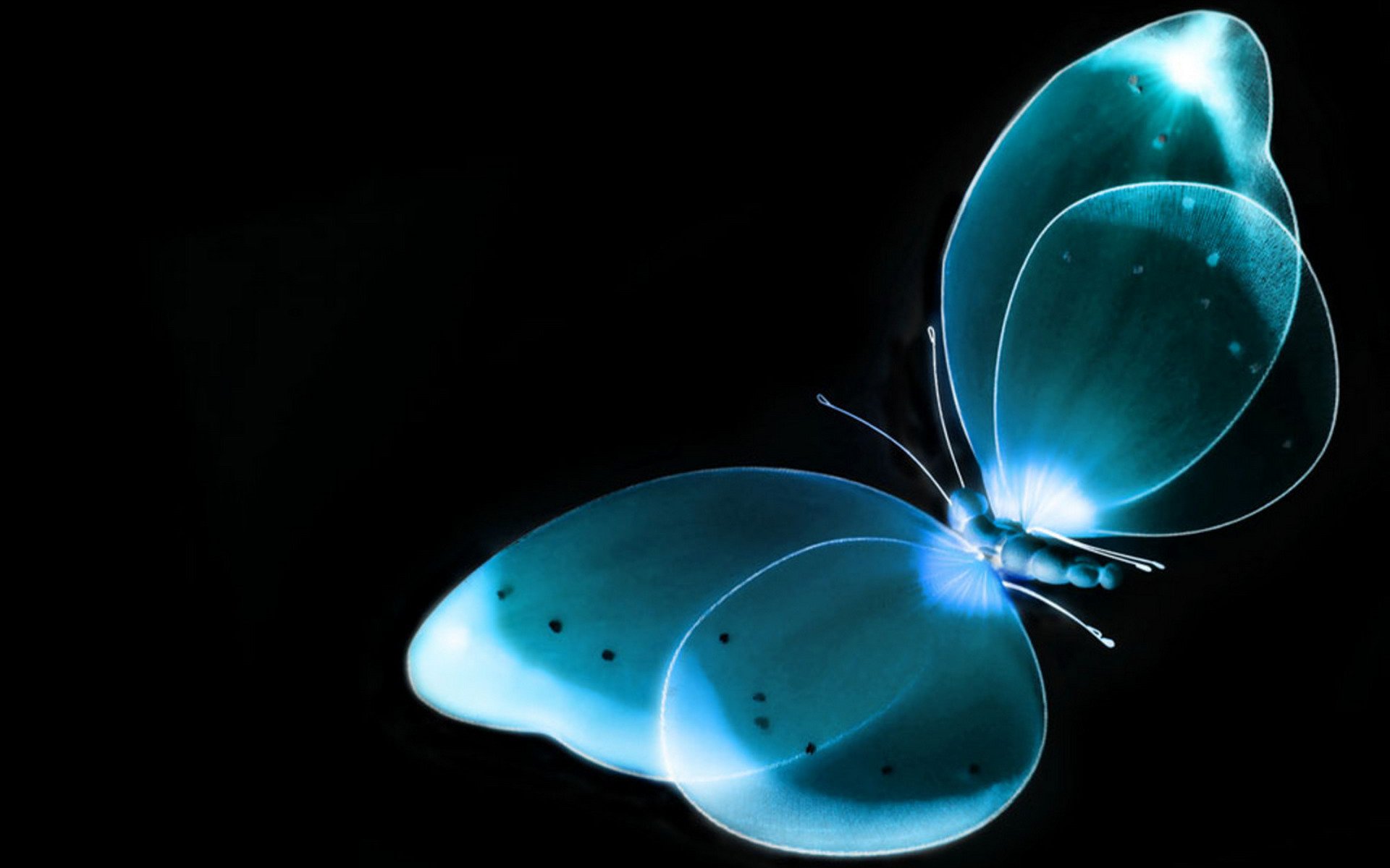 schmetterling röntgen hintergrund schwarz