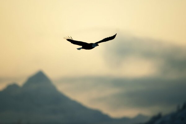 Ein Adler, der seine Flügel ausgebreitet hat, schwebt über den Gipfeln der Berge