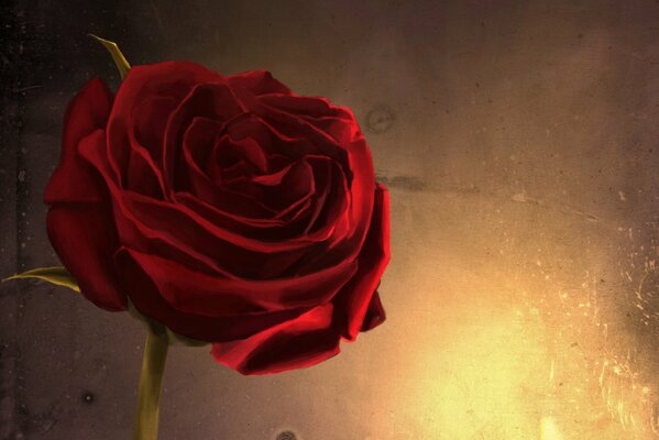 Rote Rose auf dem Hintergrund der Beleuchtung