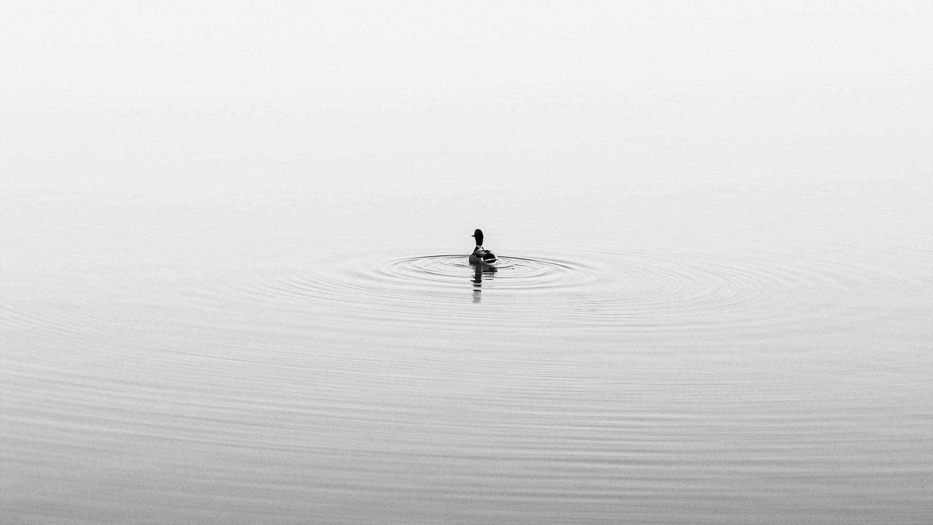 ente see natur