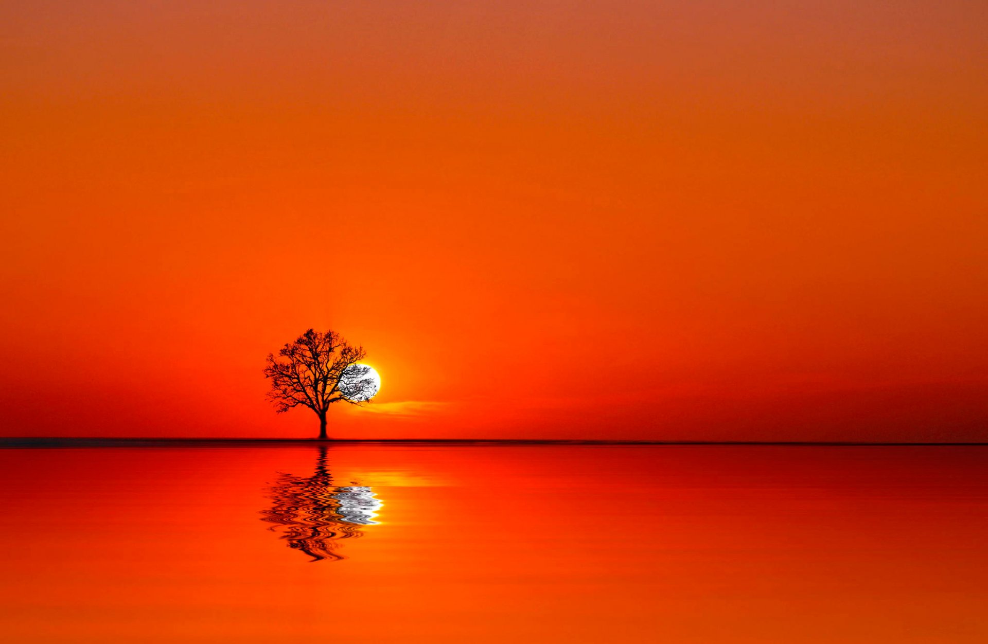 baum wasser sonnenuntergang sonne