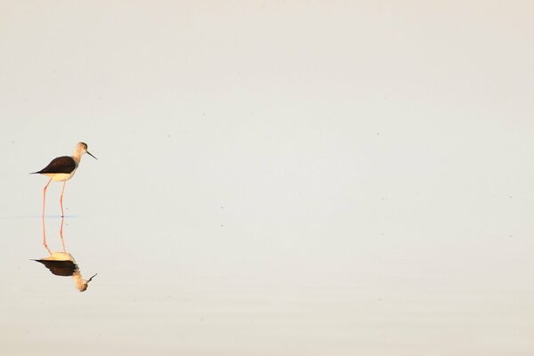 Minimalismus in der Natur ist auf seine Weise schön