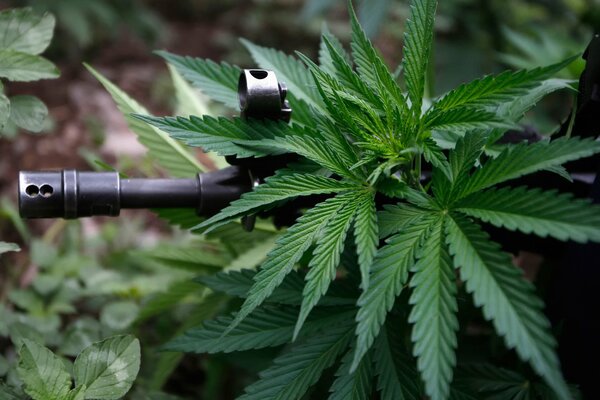 Ein Automat, der aus einem Cannabisbüsch späht
