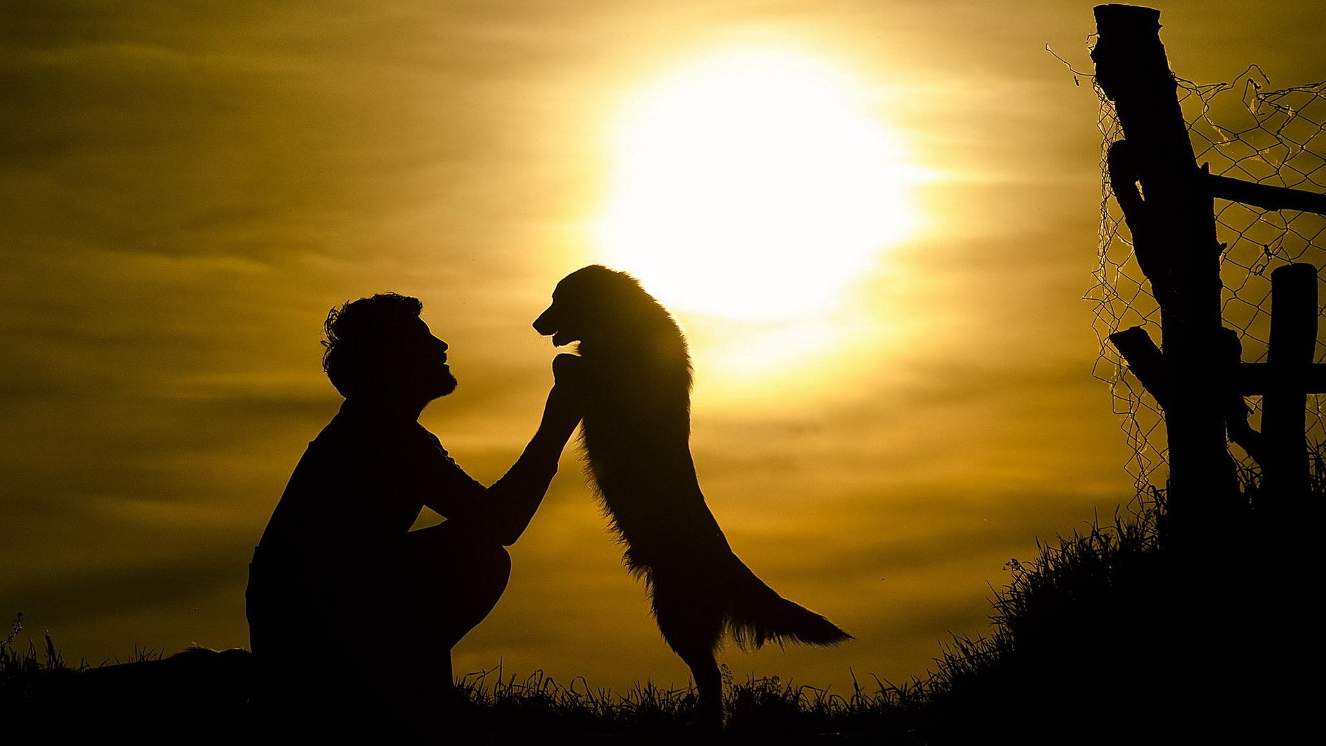 mann hund freund sonne macht stark