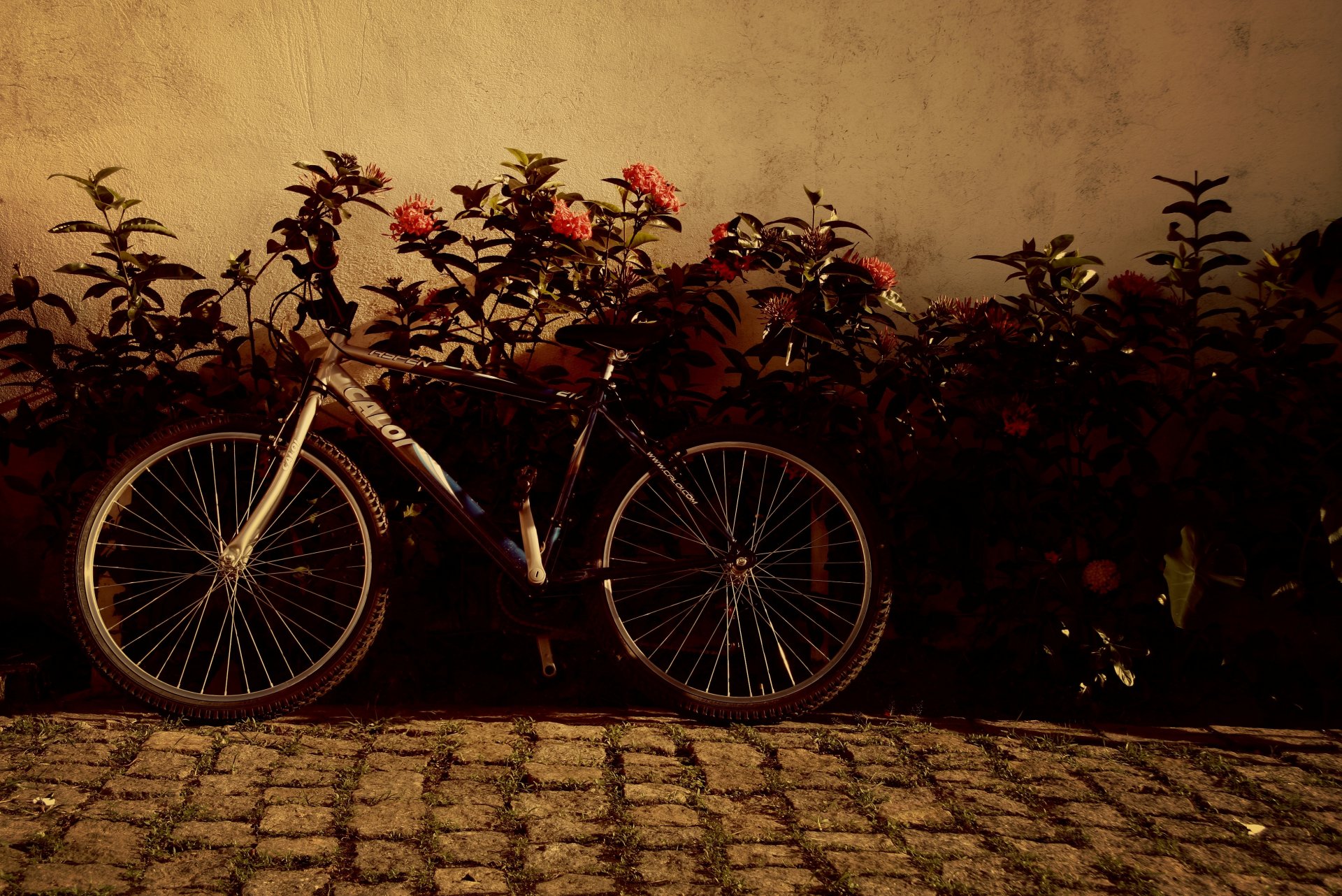 stimmungen fahrrad räder blumen blumen hintergrund tapete widescreen vollbild widescreen widescreen