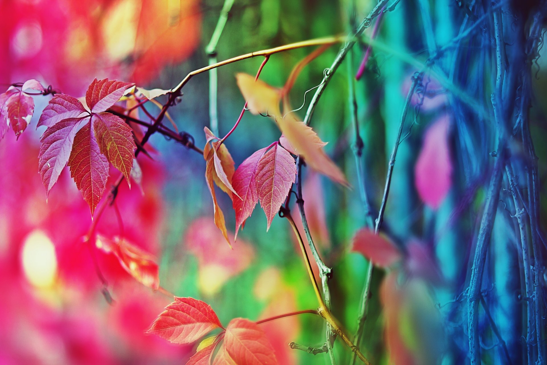 herbststimmung baum zaun farben