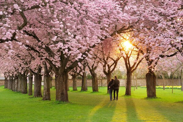 Frühlingsstimmung, schöne blühende Natur geht ein Paar spazieren . eine Allee mit blühenden Bäumen ist ein Paradies für Verliebte