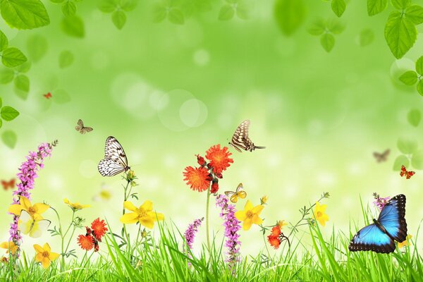 Wiese mit Blumen, Schmetterlingen und grünem Gras