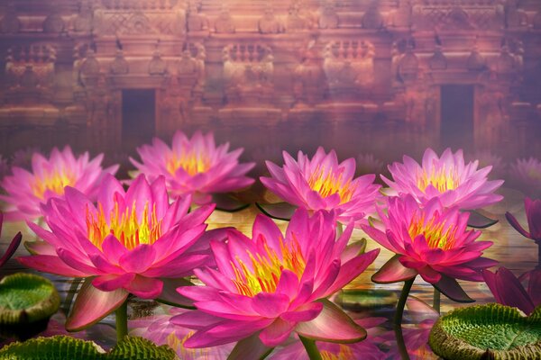 Rosa Seerosen auf dem Hintergrund einer alten Mauer