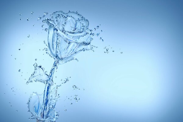 Bild einer transparenten Rose aus Wasser