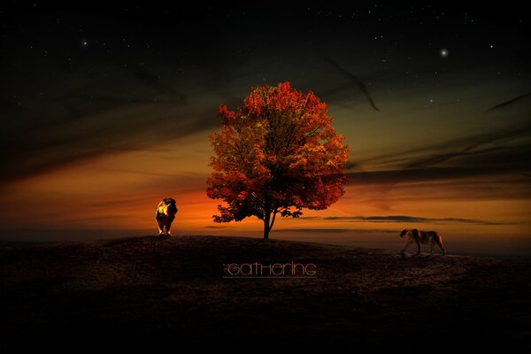 Löwe und Löwin bei Sonnenuntergang am Baum