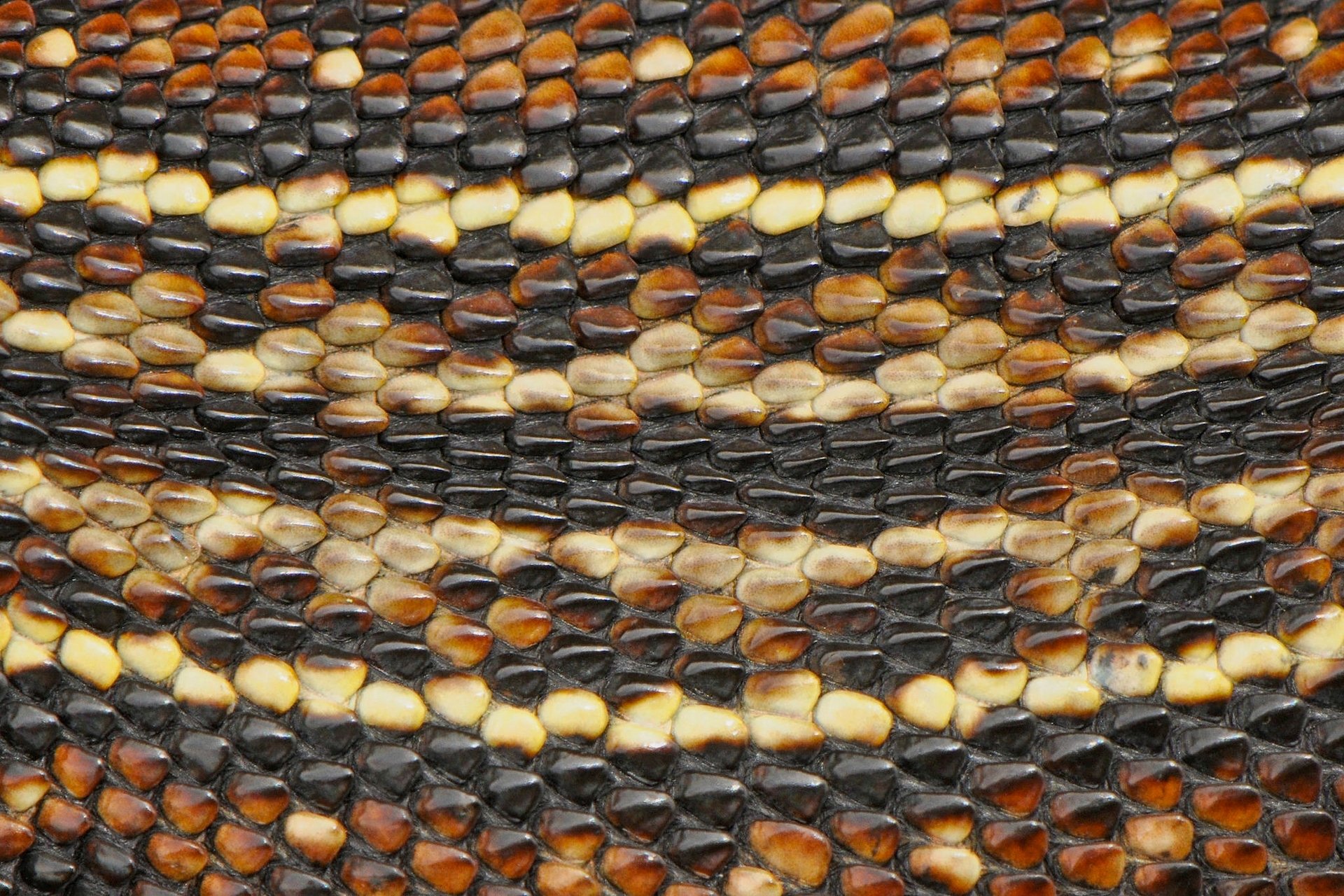 schlangenhaut schlange haut makro