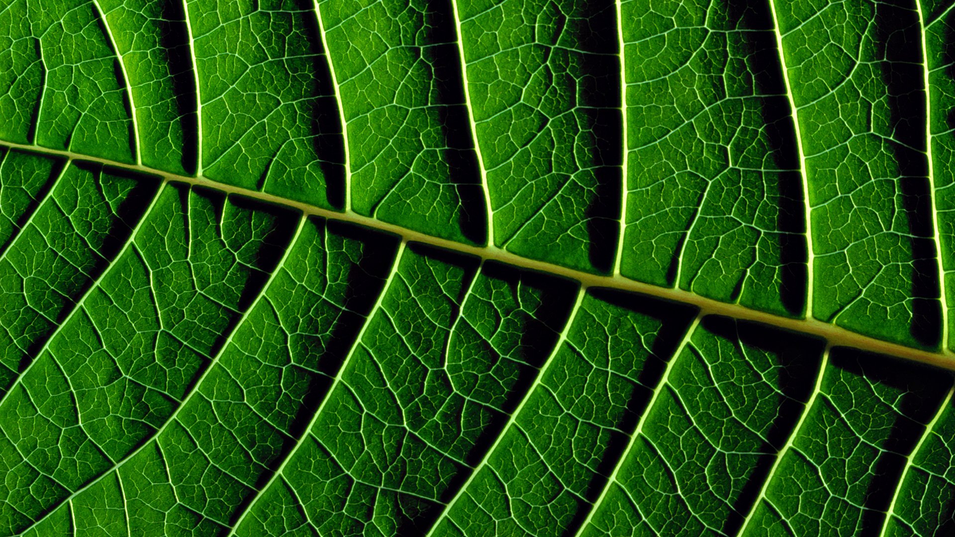 blätter textur grün grün