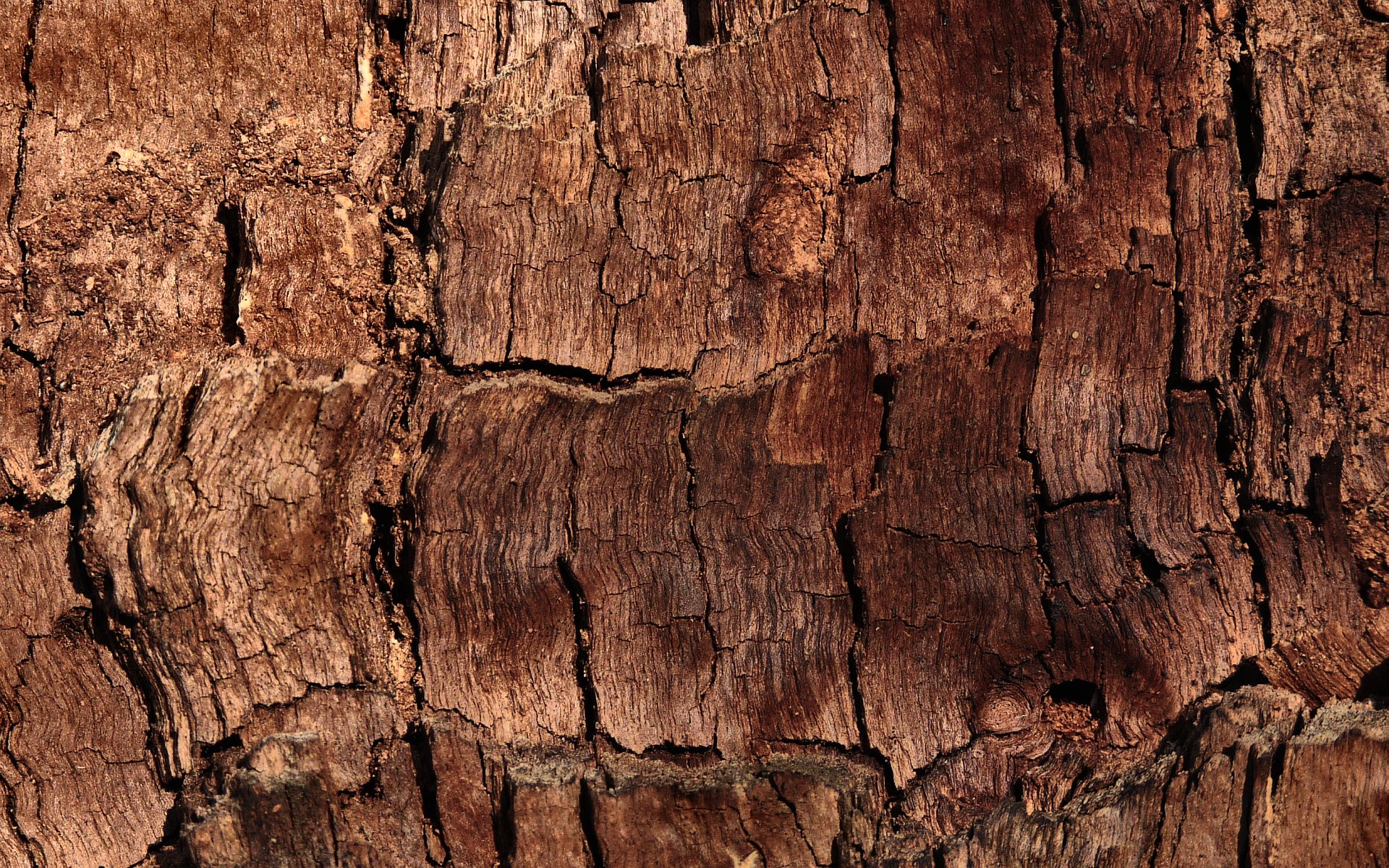 braun modell baum rinde