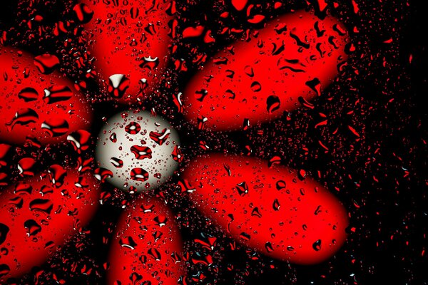 Tropfen auf Glas und rote Blume