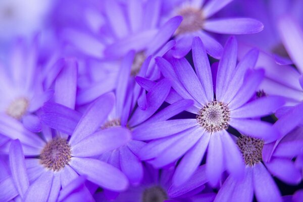 Lila Blumen Makro Natur