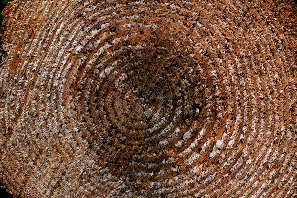 Textur auf einem Holzblock mit Ringen