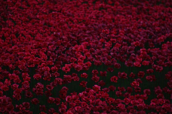 Viele schöne rote Mohnblumen