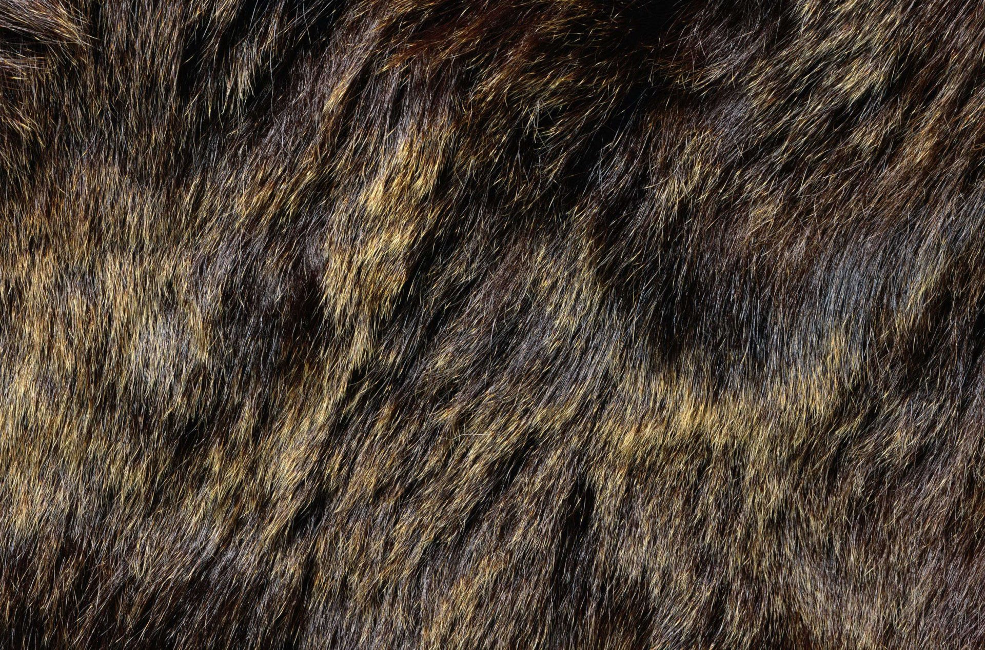 textur fell tier textur arbeitshintergrund