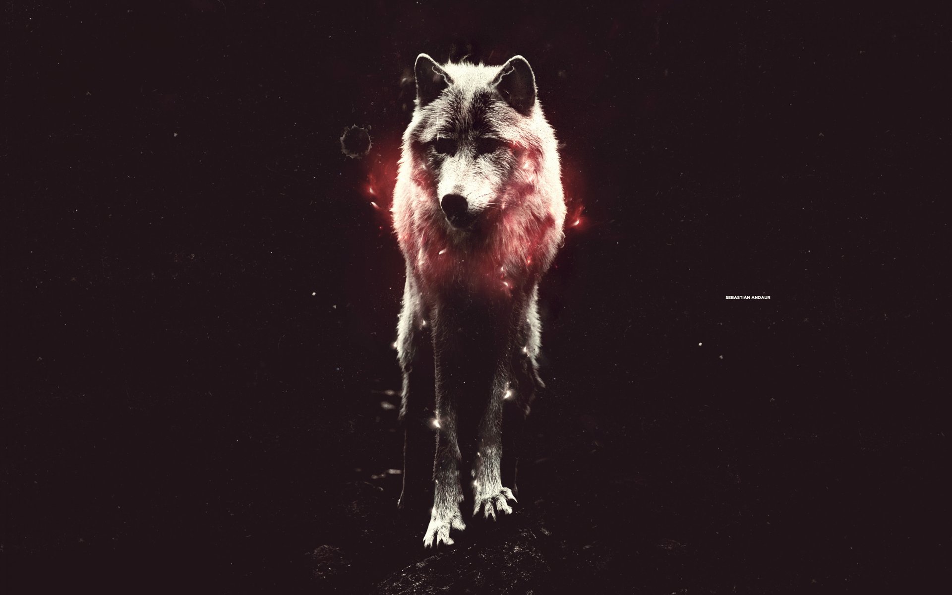 wolf steht licht rot