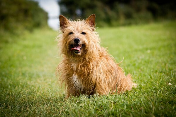 Spiele mit dem Hund auf dem Rasen