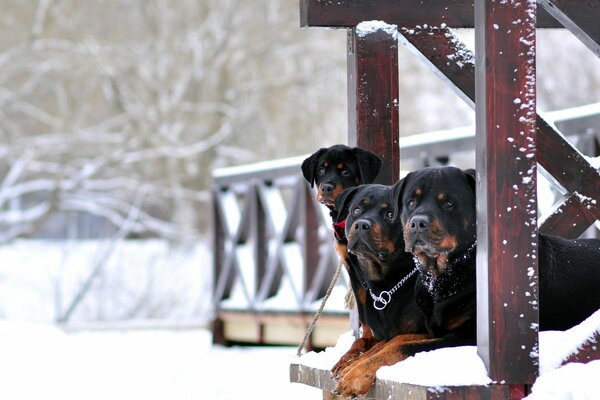 Winter, Landhaus Schnee Rotweller