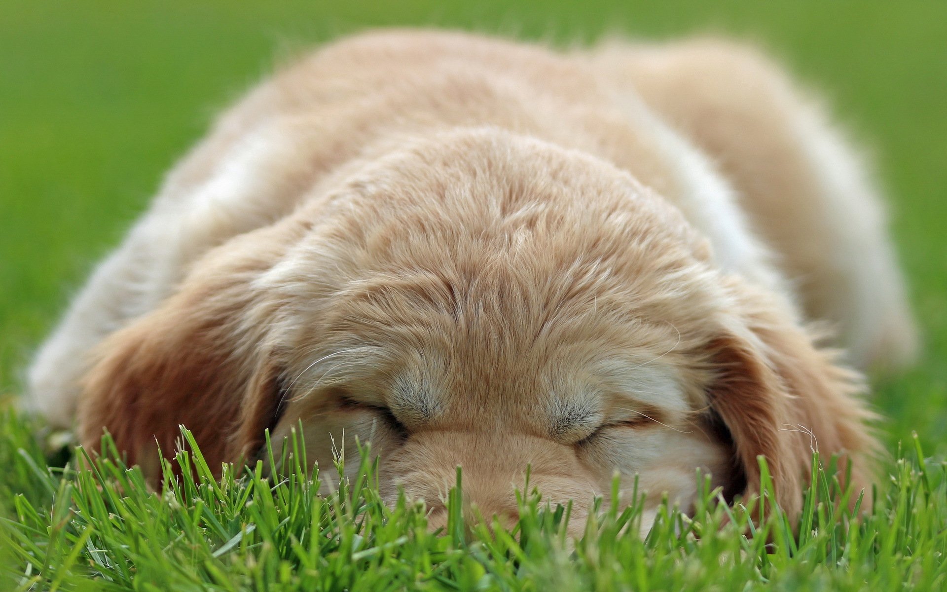 hund welpe gras