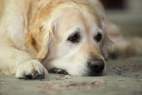 Der Golden Retriever wartet auf seinen Meister