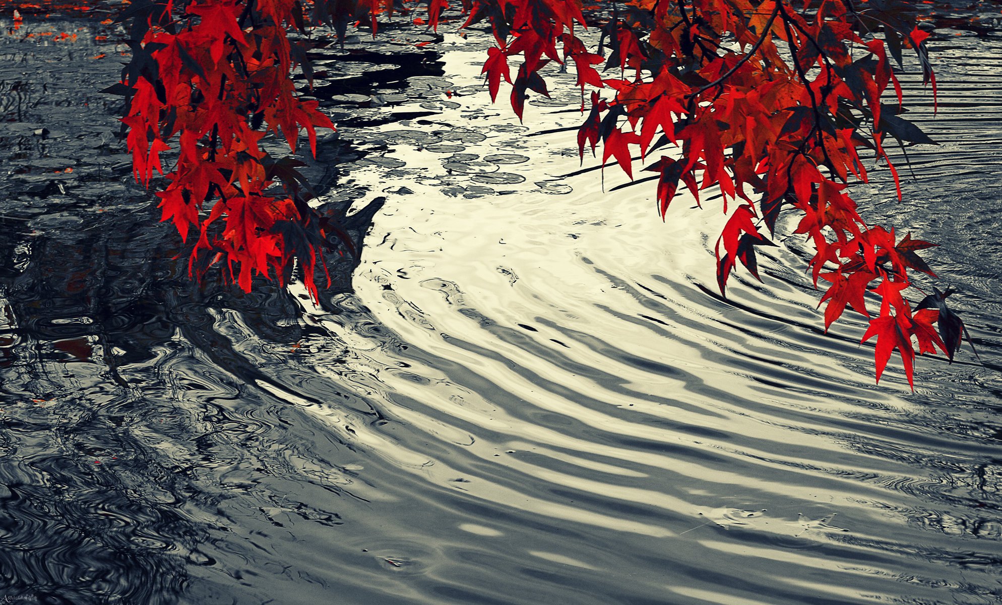 wasser blätter