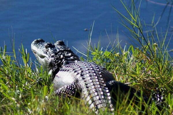 Ein Krokodil geht auf dem Gras zum Wasser