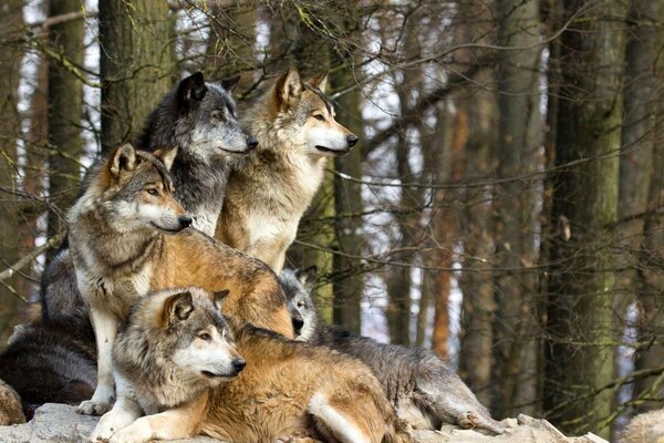 Wolfsrudel sucht nach Beute