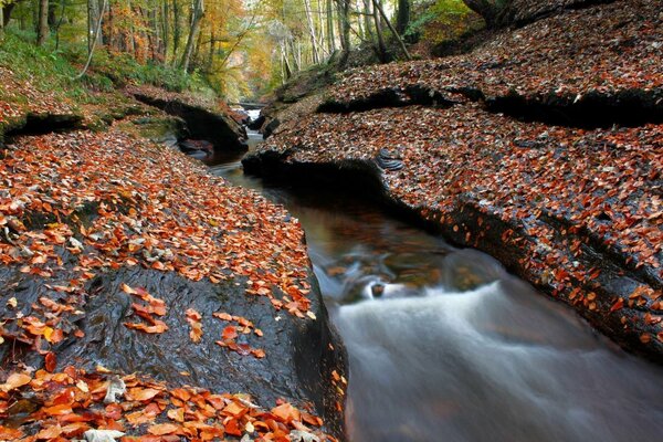 Ein Bach im Herbstwald