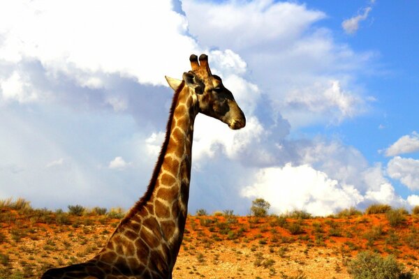 Der Hals der Giraffe erreicht den Himmel