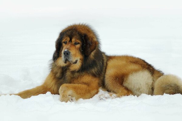 Ein wunderschöner tibetischer Mastiff liegt auf einem weißen Tuch