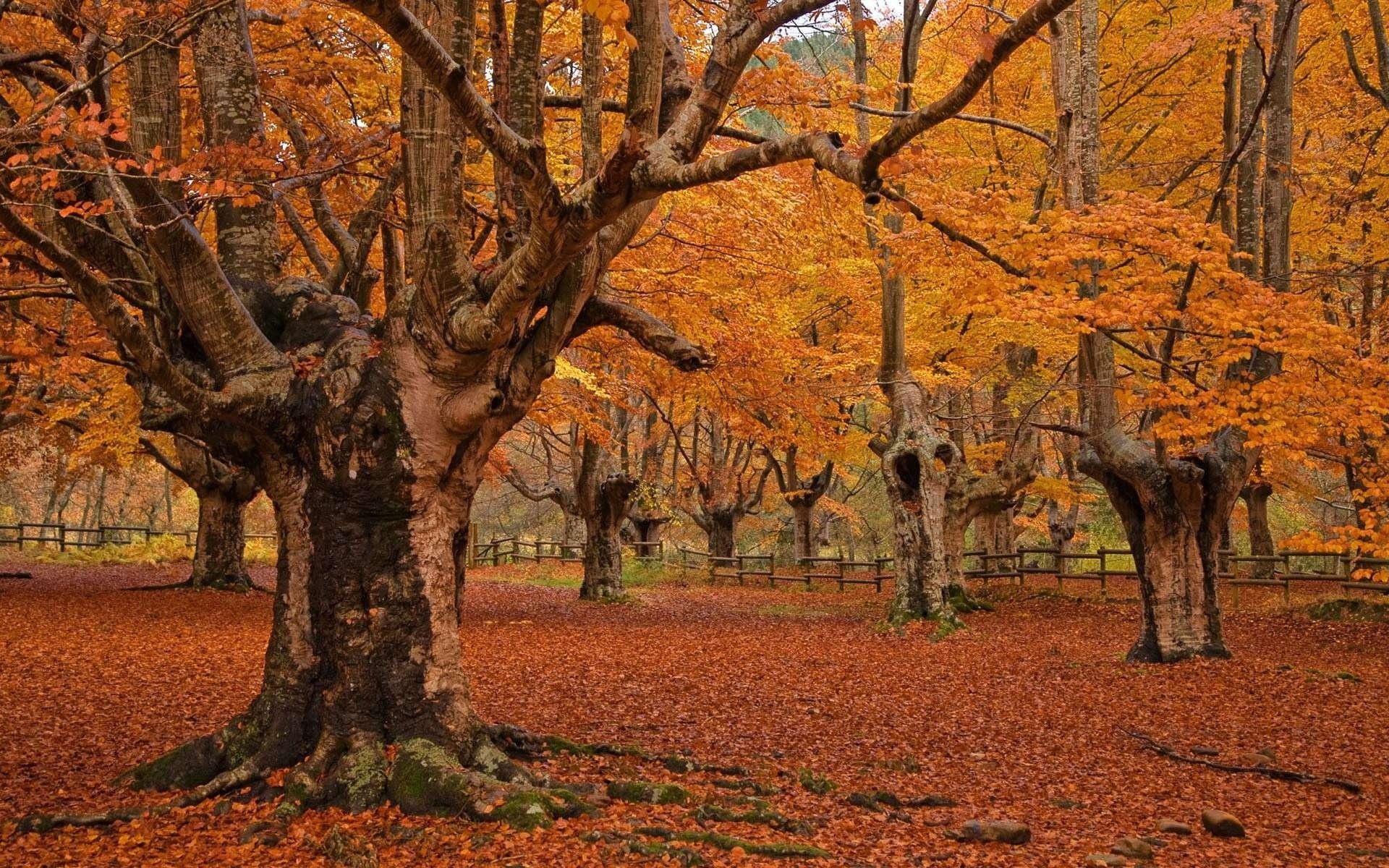 natur park bäume