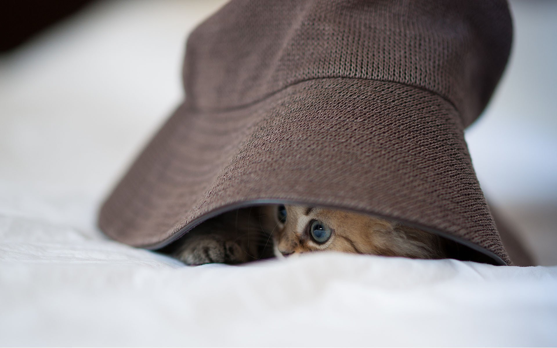katze daisy versteckt kätzchen hut ben torode panama