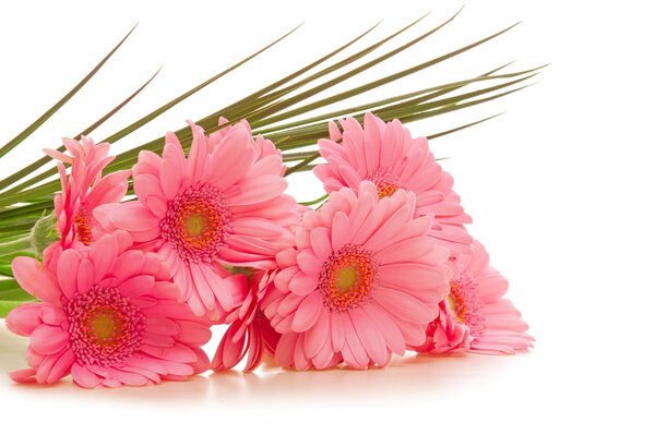 Strauß rosa Gerber auf weißem Hintergrund