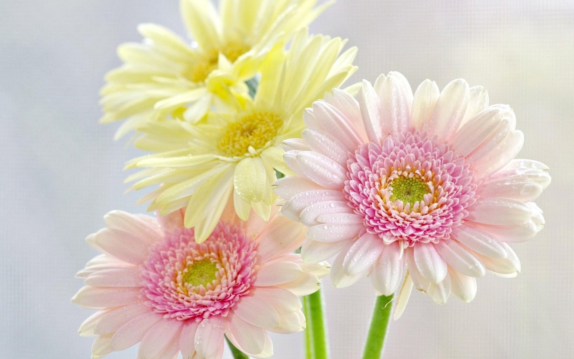 blumen chrysanthemen tropfen frische