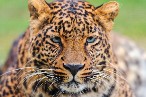 Tiefer und schöner Leopardenlook