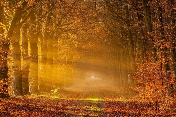 Sonniger Tag im Herbstwald