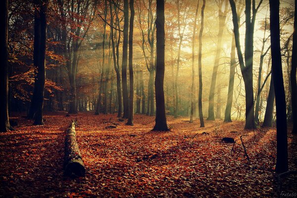 Die Bäume des Herbstwaldes sind mit ihren Farben schön