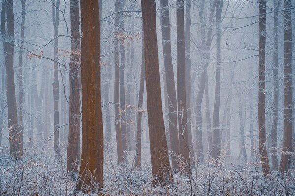 Waldnebel verbirgt Sicht im Wald